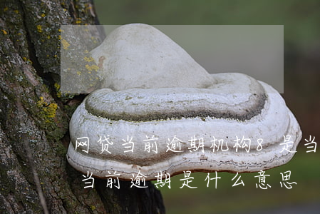网贷当前逾期机构8是当前逾期吗？-网贷当前逾期是什么意思
