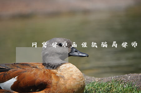 网贷律师函催款骗局（律师函网贷催收）