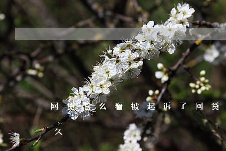 网贷怎么看被起诉了(网贷怎么看被起诉了多久)
