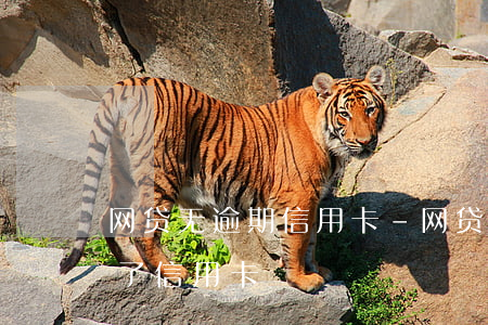 网贷无逾期信用卡-网贷没逾期为什么办不了信用卡