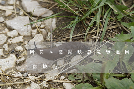 网贷无逾期缺总是被拒(网贷没有逾期为什么都被拒)