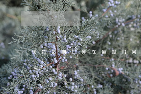 网贷星期日算在逾期吗(网贷三天内算不算逾期)