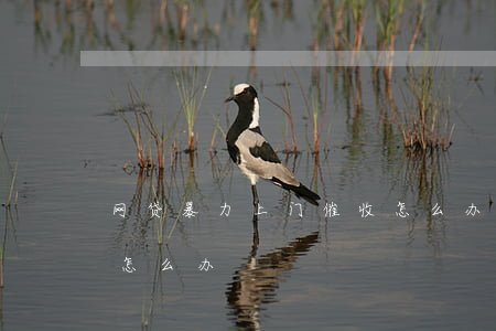 网贷暴力上门催收怎么办(网贷遭遇暴力催收怎么办)