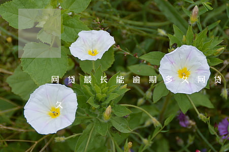 网贷最长能逾期多久(网贷逾期最长期限是多久)