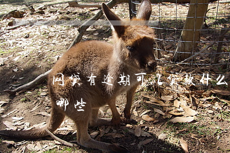 网贷有逾期可以贷款什么(有网贷逾期还能贷哪些)