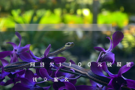 网贷欠1700元被报警(网贷欠1800块钱立案么)