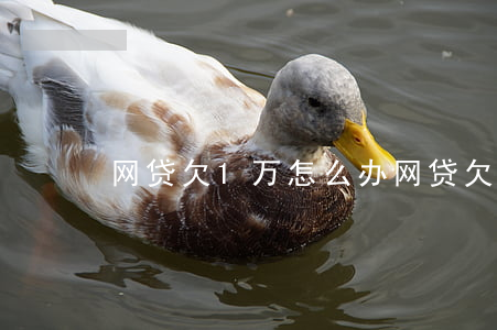 网贷欠1万怎么办(网贷欠1万怎么办)