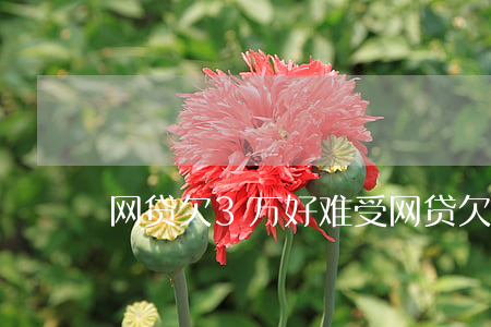网贷欠3万好难受(网贷欠了3万多怎么办)