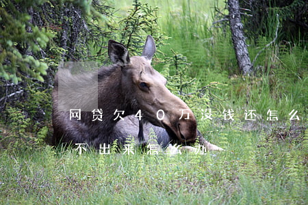 网贷欠40万没钱还怎么办(欠网贷40万还不出来怎么办)