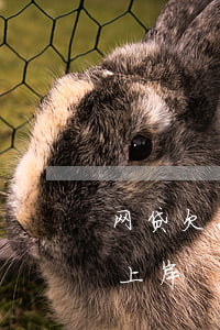 网贷欠60万怎么上岸(欠了十几万网贷怎么上岸)