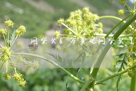 网贷欠6万多吗(网贷欠了五六万怎么办)