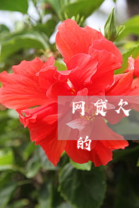 网贷欠一万的截图(网贷欠款截图图片一万元的)