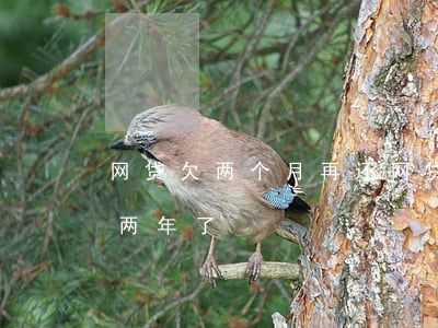 网贷欠两个月再还(网贷逾期了 但是已经还清两年了)