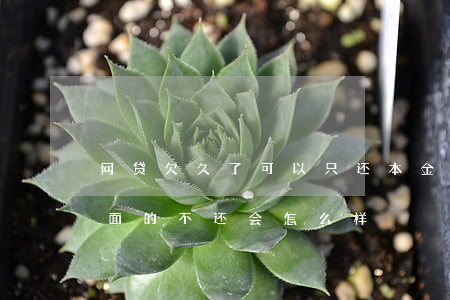 网贷欠久了可以只还本金(网贷还够了本金后面的不还会怎么样)