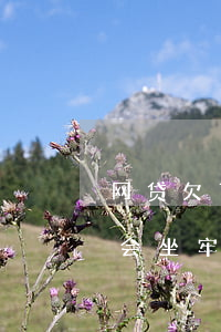 网贷欠了2000会坐牢么(欠网贷20多万会坐牢吗)