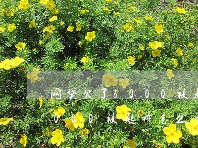 网贷欠了5000被起诉怎么办(网贷欠了5000被起诉怎么办)