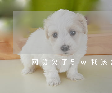 网贷欠了5w我该怎么办