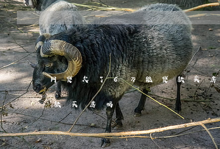 网贷欠了6万能贷款买房吗(有网贷欠款能贷款买房吗)
