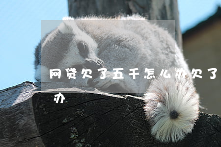 网贷欠了五千怎么办(欠了五万块钱网贷怎么办)