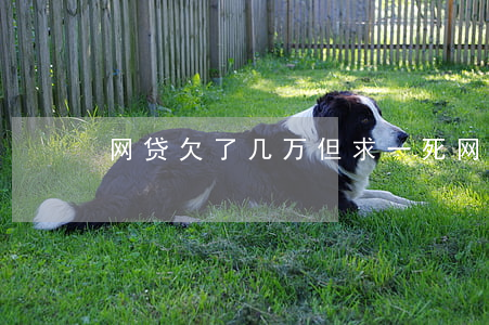 网贷欠了几万但求一死(网贷欠了一万多)