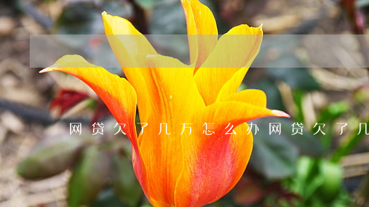 网贷欠了几万 怎么办(网贷欠了几万怎么办)