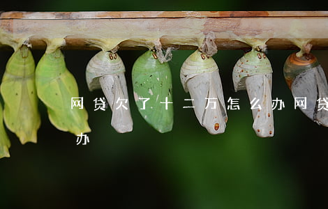 网贷欠了十二万怎么办(网贷欠了十多万怎么办)