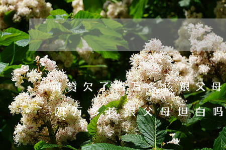 网贷欠了四万多该跟父母坦白吗-网贷欠了四万多该跟父母坦白吗知乎