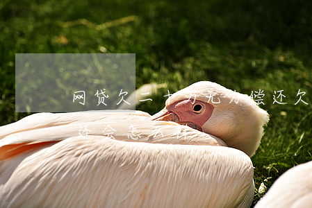 网贷欠二十万无力偿还(欠20万网贷无力偿还会怎么样)