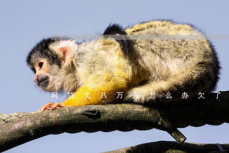 网贷欠八万多怎么办(欠了8万的网贷可怕吗)