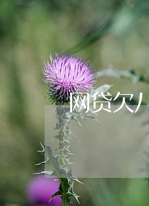 网贷欠八万怎么办-网贷欠八万怎么办啊