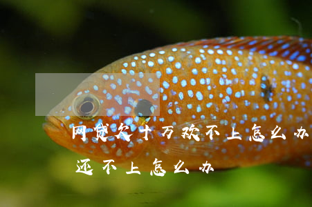 网贷欠十万欢不上怎么办(欠了二十几万网贷还不上怎么办)