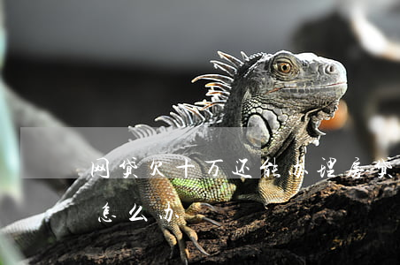 网贷欠十万还能办理房贷吗(欠了十万的网贷怎么办)