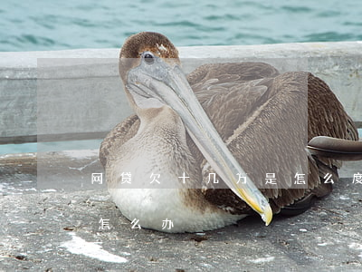 网贷欠十几万是怎么度过的(网贷欠款几十万怎么办)