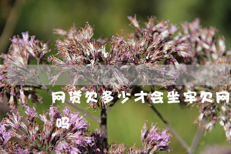 网贷欠多少才会坐牢(欠网贷几千块钱会坐牢吗)