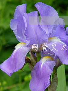 网贷欠太多如何上岸(网贷欠两万多怎么上岸)
