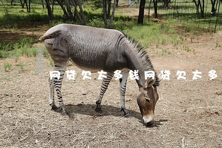 网贷欠太多钱(网贷欠太多钱)