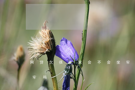 网贷欠很多家会不会坐牢(欠了十几家网贷坐牢吗?)
