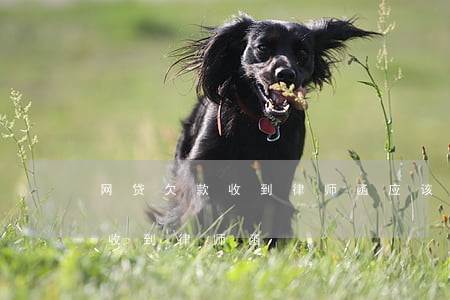 网贷欠款收到律师函应该怎么处理(拖欠网贷收到律师函)