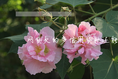 网贷欠的多信用贷款还能贷吗(网贷欠多了)