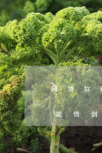 网贷款逾期还能借到钱(网贷严重逾期哪里还能借到钱)