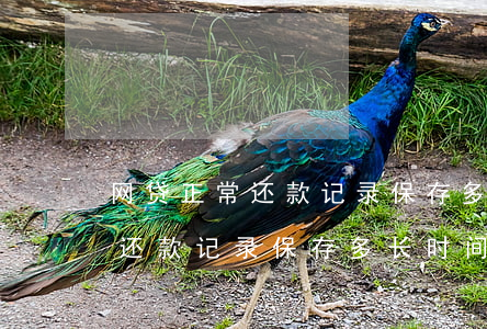 网贷正常还款记录保存多长时间-网贷正常还款记录保存多长时间有效