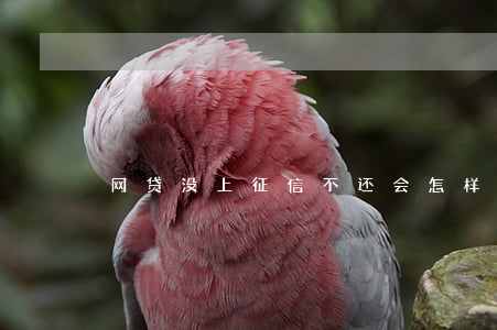 网贷没上征信不还会怎样(网贷不上征信吗)