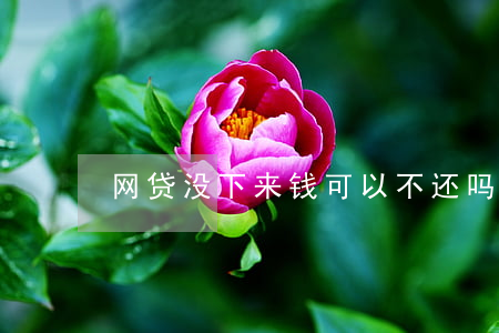 网贷没下来钱可以不还吗(网贷没钱还了)