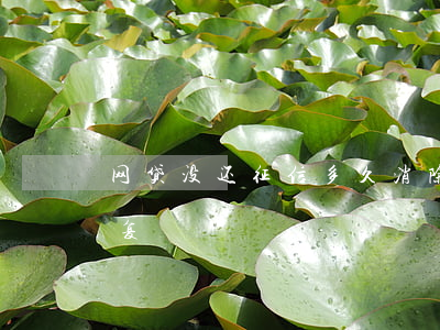网贷没还征信多久消除(网贷不还征信多久恢复)