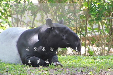 网贷没逾期可以按揭买车(有网贷但没逾期能车贷吗)