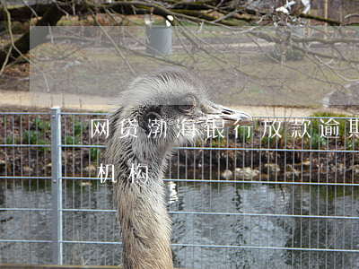 网贷渤海银行放款逾期(渤海银行放款的网贷机构)