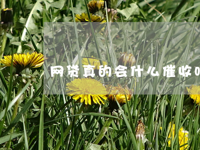 网贷真的会什么催收吗(网贷会怎么催款)