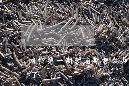 网贷第一期就逾期怎么办(网贷第一期就逾期了)