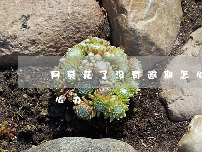 网贷花了没有逾期怎么办(网贷全部逾期了怎么办)