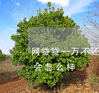 网贷贷一万不还会怎么样(几千块的网贷不还会怎么样)